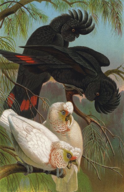 Cacatua naso e corvo da European School